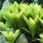 OSTRICH FERN-- Matteuccia struthiopteris  Zone 3-8