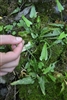 WALKING FERN-Asplenium rhizophyllum Zone 4-8