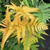 NEW UNIQUE GOLDEN MIST WOOD FERN-Dryopteris labordei Zone 5-8