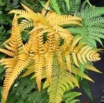 NEW UNIQUE GOLDEN MIST WOOD FERN-Dryopteris labordei Zone 5-8