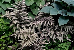 NEW UNIQUE REGAL RED JAPANESE PAINTED FERN Athyrium niponicum '