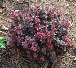 OUT OF STOCK SINCE COVID---Crimson Pygmy Dwarf Japanese Barberry-Berberis thunbergii â€œCrimson Pygmyâ€ Deciduous Shrub Zone 4