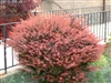 OUT OF STOCK----Rose Glow Japanese Barberry- Berberis thunbergii 'Rose Glow' Deciduous Shrub Zone 4