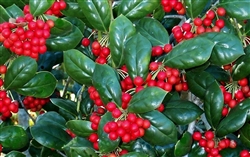 Dwarf Burford Holly-Ilex cornuta 'Dwarf Burford' Shrub Zone: 7