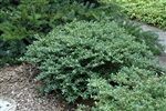 Heller's Japanese Holly-Ilex crenata 'Helleri' Evergreen Shrub Zone 6