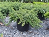 Blue Pacific Shore Juniper-Juniperus conferta 'Blue Pacific' Evergreen Shrub Zone:  5