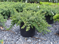 Blue Pacific Shore Juniper-Juniperus conferta 'Blue Pacific' Evergreen Shrub Zone:  5