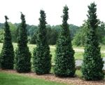 Buxus sempervirens Dee Runk-Dee Runk Boxwood Zone 5b