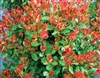 RED TIP PHOTINIA-SEE REDBIRD Rhaphiolepis Redbird-INDIAN HAWTHORN--Red Spot Resistant Zone 7
