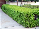 JAPANESE BOXWOOD-Buxus microphylla japonica Zone 5