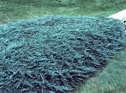 Blue Rug Juniper-Juniperus horizontalis 'Wiltonii' shrub Zone 3