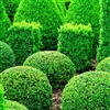 WINTERGREEN BOXWOOD-Buxus sinica var. insularis'Wintergreen' Evergreen Shrub Zone:  4