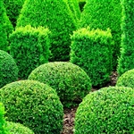 WINTERGREEN BOXWOOD-Buxus sinica var. insularis'Wintergreen' Evergreen Shrub Zone:  4