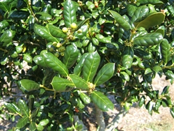 BUFORD HOLLY- Ilex cornuta â€˜Burfordiiâ€™ Evergreen Shrub  Zone:  7