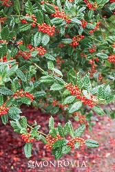 Nellie R. Stevens Holly-Ilex x 'Nellie R. Stevens' Evergreen Shrub Zone: 6