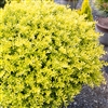 HOLLY-Ilex 'TOUCH OF GOLD' Evergreen Shrub Zone: 5