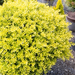 HOLLY-Ilex 'TOUCH OF GOLD' Evergreen Shrub Zone: 5