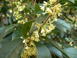 SWEET OLIVE-Osmanthus fragrans Evergreen Shrub Zone:  8