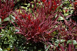 OUT OF STOCK..... Burgundy Wine-Nandina domestica Burgundy Wine Evergreen Shrub Zone 6