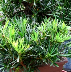 Pringles Dwarf Podocarpus-Podocarpus macrophyllus 'Pringlii Dwarf' Evergreen Shrub Zone 8