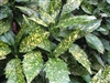 AUCUBA VARIEGATED GOLD DUST- Aucuba japonica 'Variegata' Shrub Zone:  6