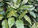 AUCUBA VARIEGATED GOLD DUST- Aucuba japonica 'Variegata' Shrub Zone:  6