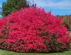 DWARF BURNING BUSH -Euonymus alatus "Compactus" Landscape Shrub Zone 4