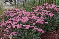 OUT TILL LATER SEDUM STONECROP spectabile 'MATRONA' BLOOM PALE PINK ON RED STEMS SUMMER TO FALL  ZONE 3-10