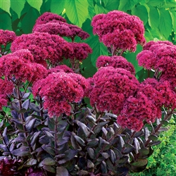 SEDUM THUNDERHEAD-DEEP ROSE FLOWER HEADS GREY-GREEN FOLIAGE ZONE 4-9