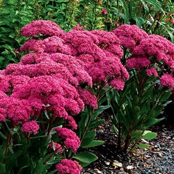 SEDUM MR. GOODBUD-TIGHT FOLIAGE STRONGLY CONTRASTING COLORS LT BUDS AND DARK MAUVE FLOWERS ZONE 4-9