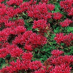 **Sold out till spring***SEDUM 'DRAGONS BLOOD' STONECROP spurium 'Fuldaglut' BLOOM SMALL RED CLUSTERS SUMMER TO FALL  ZONE 3-10