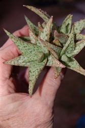 UNIQUE SUCCULENT 'ALOE PINK BLUE OR BLUSH'