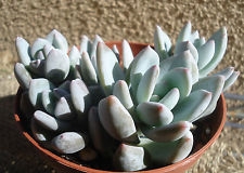 UNIQUE SUCCULENT PACHYVERIA GLAUCA 'LITTLE JEWEL'