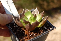 ECHEVERIA 'BLACK PRINCE' HYBRID (shaviana x affinis)