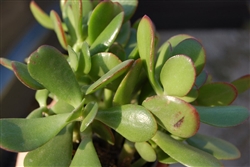 CRASSULA argentea JADE PLANT