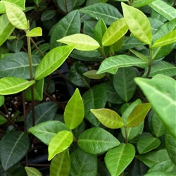 ASIATIC JASMINE-Trachelospermum asiaticum-Vining ground cover Zone 7  Z 8-11