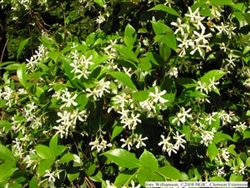 CONFEDERATE JASMIINE OR STAR JASMINE (Trachelospermum jasminoides) Z 8-11