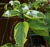 BLEEDING HEART GLORY BOWER VARIEGATED VINE-Clerodendrum thomsoniae Zone 9-10