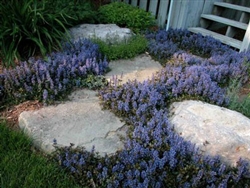 Ajuga-reptans â€˜Chocolate Chipâ€™ Perennial Ground Cover Zone 4