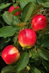 Apple Tree Gala--Malus domestica  Zones 5 Chill hrs 500