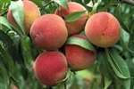 Elberta Peach-Prunus persica USDA Zones 5-9   Chill:  800 hrs