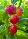 NECTARINE TREE 'SUNDOLLAR'--Prunus salicina  Zone 5  Chill hrs 400