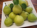 PEAR TREE KIEFFERâ€” Pyrus communis-Zones 4-9 Chill: 200-300 HRS