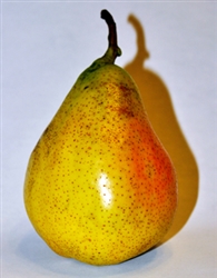 PEAR PERDUE PEAR TREEâ€” Pyrus communis  Zone 4  Chill Hrs 200