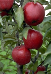 Apple Tree Jonathan--Malus domestica Zones 3 Chill: 800 hrs