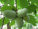 PAW PAW TREE....Asimina Triloba  FRUIT LIKE BANANA Z 2-11