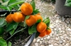 ORANGE BUMPER SATSUMA MANDARIN ORANGE TREE- Citrus reticulata 'Gremoy8' Zone 9a