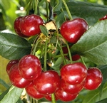 CHERRY MONTMORENCY CHERRY Prunus cerasus 'Montmorency' Zones 4 Chill: 500 hrs