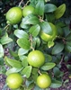 Lime Thornless KEY LIME Mexican Lime Tree-Citrus aurantifolia Zone 10 Tropical