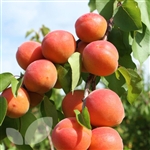 Apricot Tree Tomcot- Prunus armeniaca Zones 4 Chill: 500 hrs